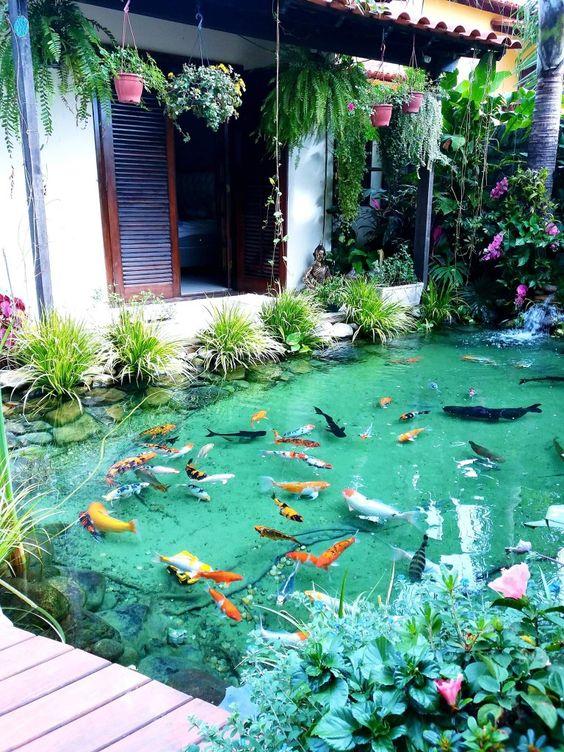 Lưu ý quan trọng khi thiết kế hồ cá sân vườn đẹp - thiết kế bể cá cảnh, bể cá sân vườn, hồ cá koi