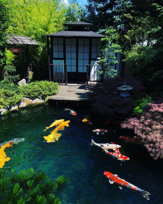 Lưu ý quan trọng khi thiết kế hồ cá sân vườn đẹp - thiết kế bể cá cảnh, bể cá sân vườn, hồ cá koi