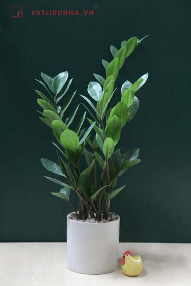 cây kim tiền, cây phú quý, cây phong thủy