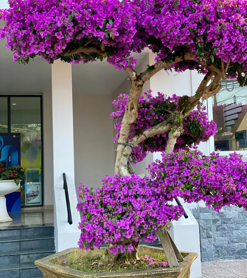 nên trồng cây gì trước cửa nhà, cây trồng trước nhà mang tài lộc, phong thủy trồng cây trước nhà, những cây nên trồng trước nhà