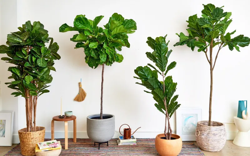 cây cảnh trồng trước nhà, cây trồng trước cửa nhà, trồng cây gì trước cửa nhà, trước cửa nhà nên trồng cây gì