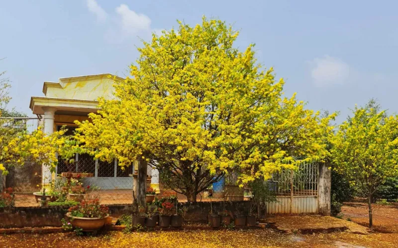 cây cảnh trồng trước nhà, cây trồng trước cửa nhà, trồng cây gì trước cửa nhà, trước cửa nhà nên trồng cây gì