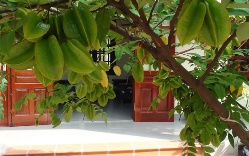 nên trồng cây gì trước cửa nhà, cây trồng trước nhà mang tài lộc, phong thủy trồng cây trước nhà, những cây nên trồng trước nhà