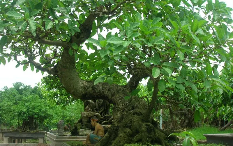 cây cảnh trồng trước nhà, cây trồng trước cửa nhà, trồng cây gì trước cửa nhà, trước cửa nhà nên trồng cây gì