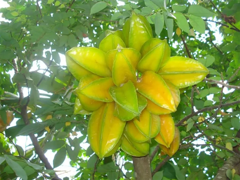 Co nen trong cay khe truoc nha khong 2