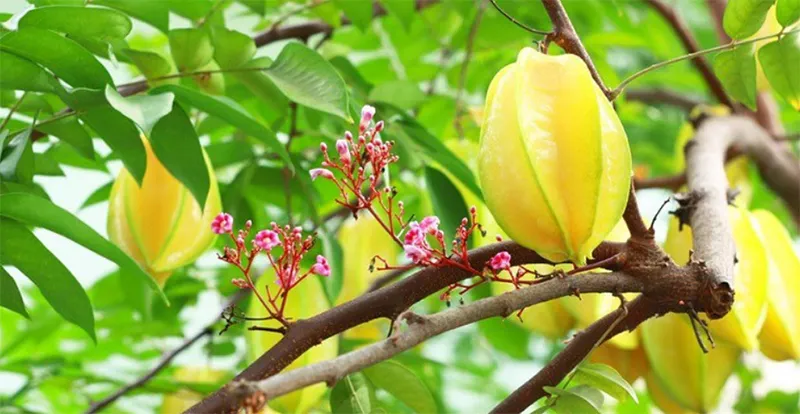 Có nên trồng cây khế trước nhà không?