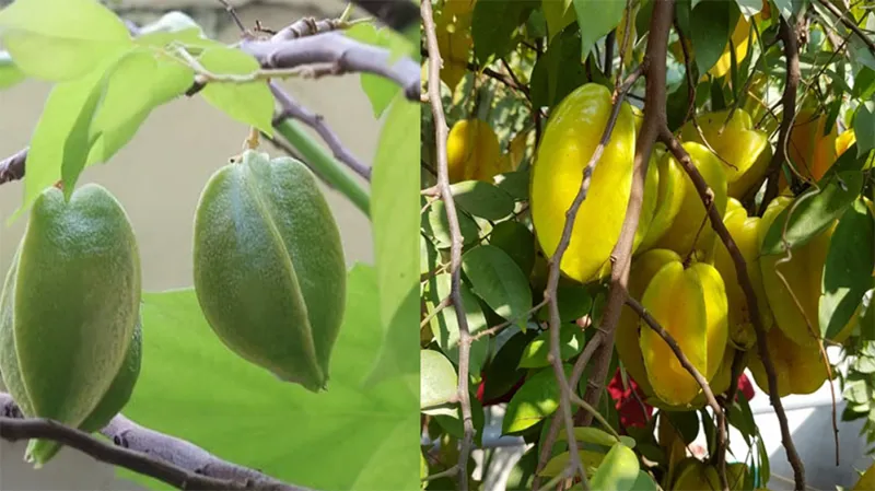 Trong phong thủy có nên trồng cây khế trước nhà không?
