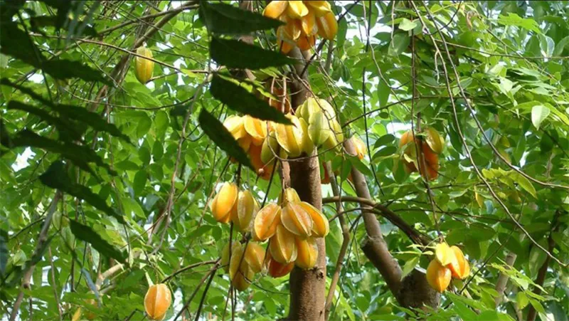 Gợi ý cách trồng và chăm sóc cây khế trước nhà