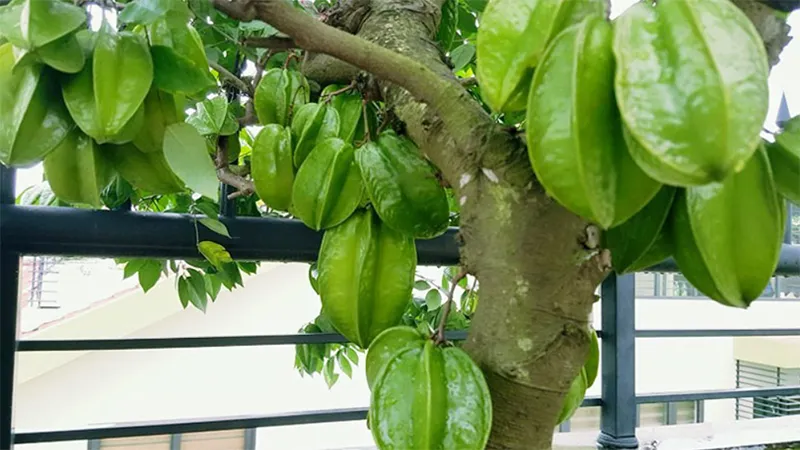 Trồng cây khế trước nhà xét về mặt khoa học