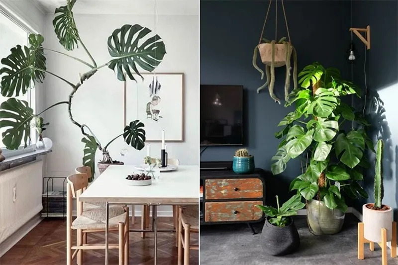 Cây phong thủy nhà ở cho người mệnh kim