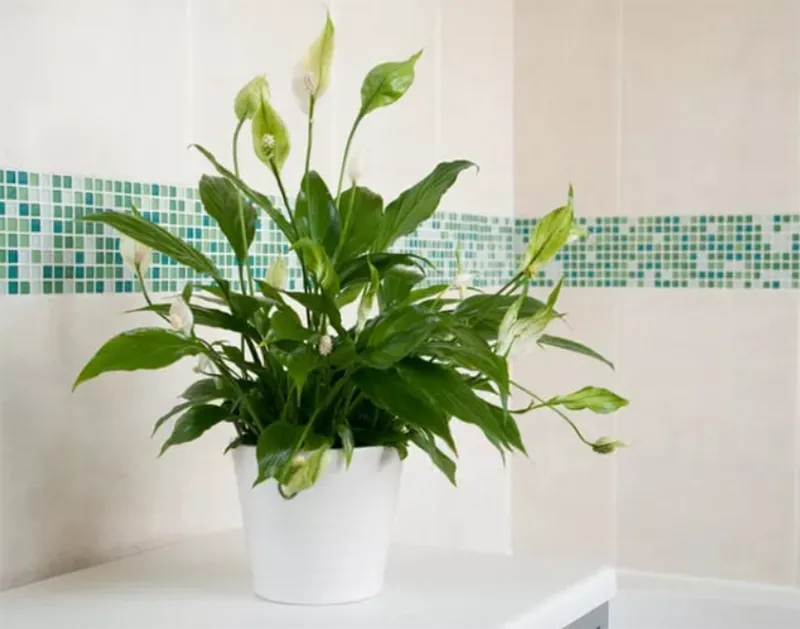 Trang tri cay xanh trong nha ve sinh 10