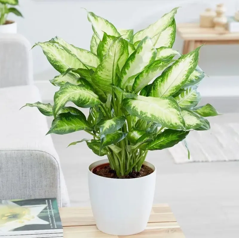 Trang tri cay xanh trong nha ve sinh 12