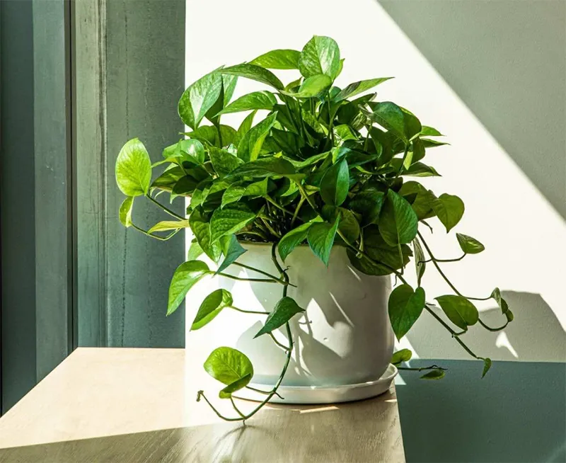 Trang trí cây xanh trong nhà vệ sinh