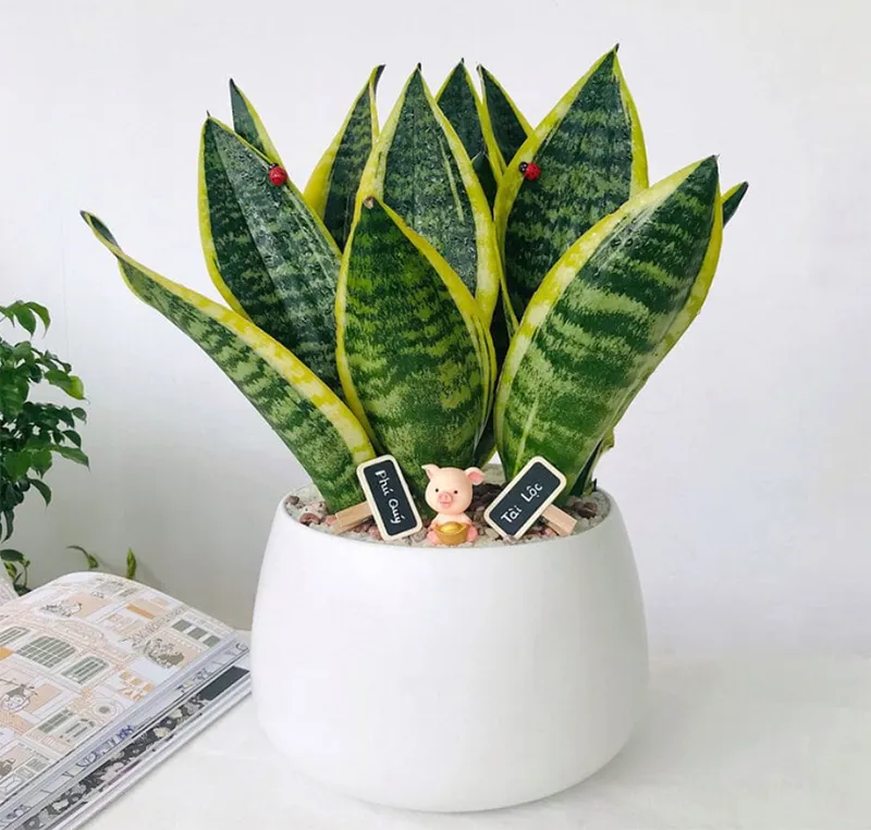 Trang tri cay xanh trong nha ve sinh 16