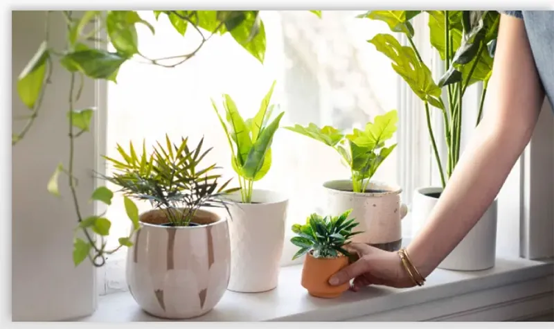 Trang trí cây xanh trong nhà vệ sinh (15+ loại)