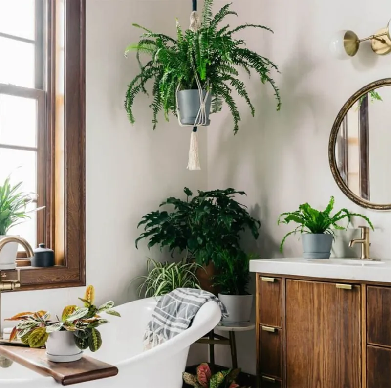 Những sai lầm cần tránh khi trang trí cây xanh trong nhà vệ sinh