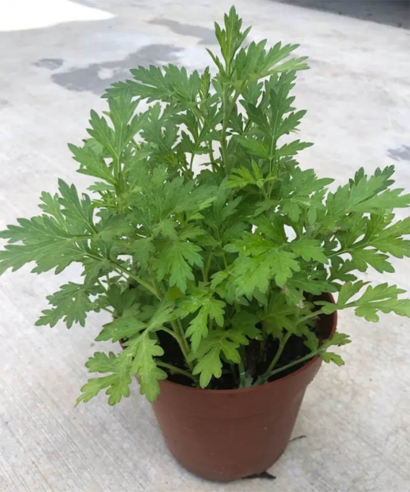 Trang tri cay xanh trong nha ve sinh 20