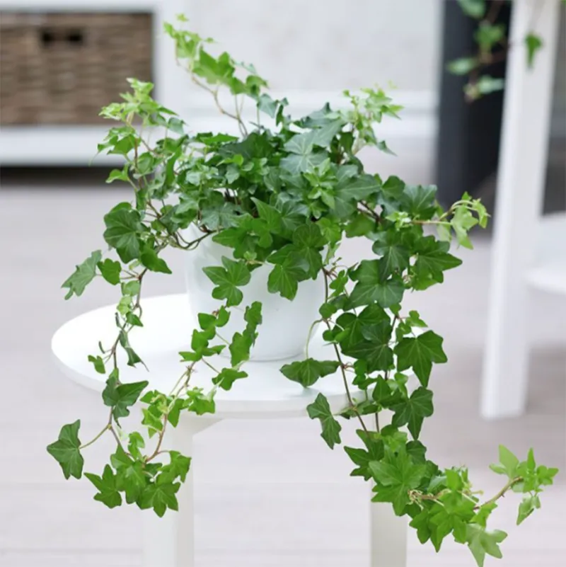 Trang trí cây xanh trong nhà vệ sinh