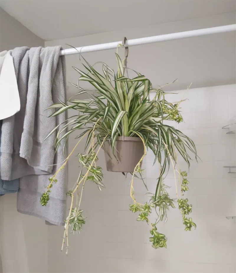 Trang tri cay xanh trong nha ve sinh 3