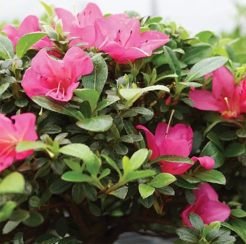 Trang tri cay xanh trong nha ve sinh 4