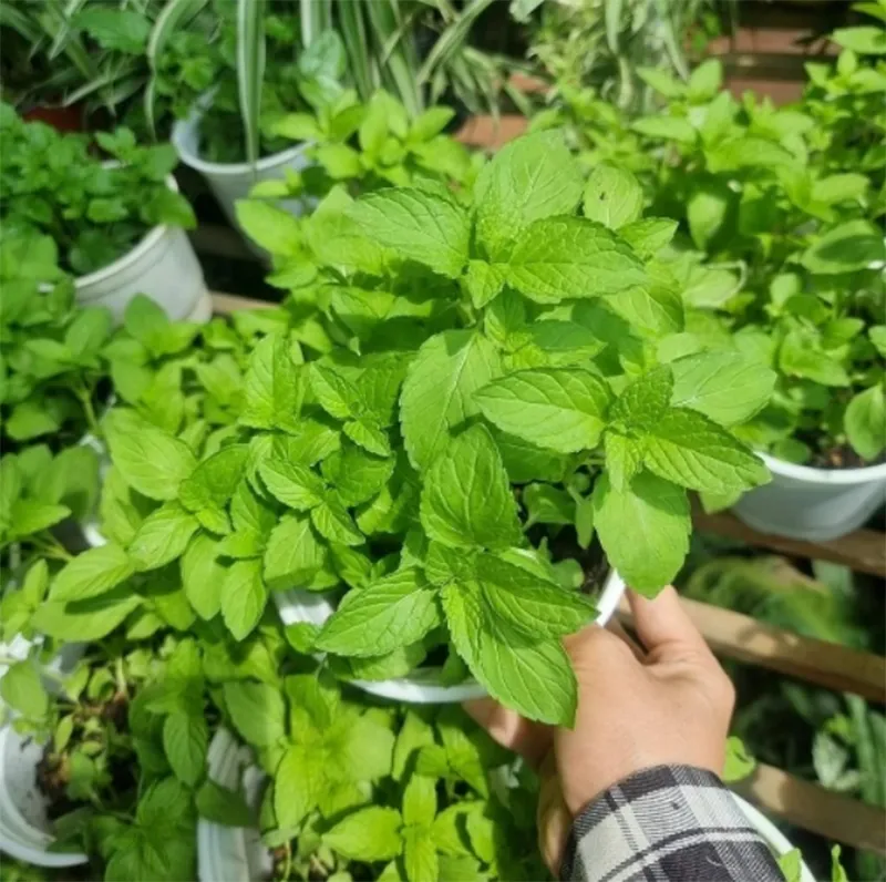 Trang tri cay xanh trong nha ve sinh 5