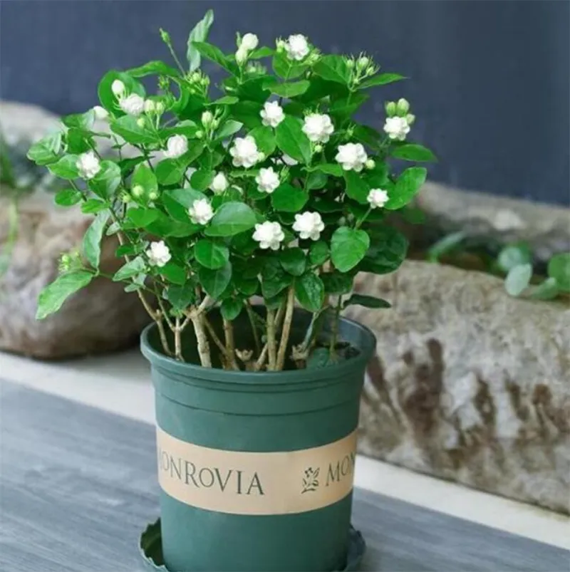 Trang tri cay xanh trong nha ve sinh 6