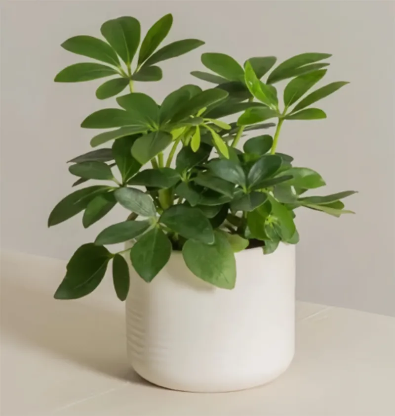 Trang tri cay xanh trong nha ve sinh 8