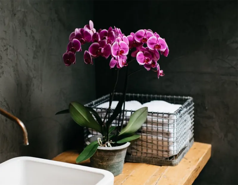 Trang tri cay xanh trong nha ve sinh 9