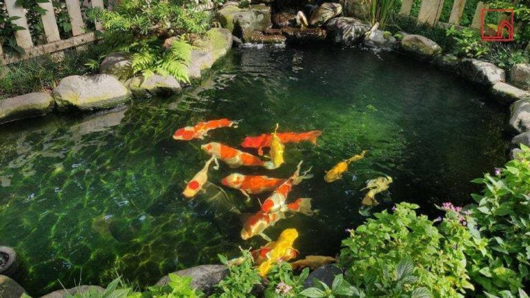 THIẾT KẾ HỒ CÁ SÂN VƯỜN – 7 LƯU Ý QUAN TRỌNG