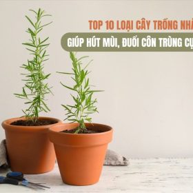 TOP 10 LOẠI CÂY TRỒNG NHÀ BẾP GIÚP HÚT MÙI, ĐUỔI CÔN TRÙNG CỰC TỐT