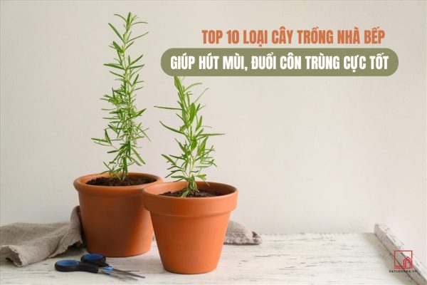 TOP 10 LOẠI CÂY TRỒNG NHÀ BẾP GIÚP HÚT MÙI, ĐUỔI CÔN TRÙNG CỰC TỐT