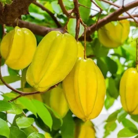 Co nen trong cay khe truoc nha khong 4