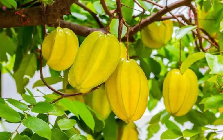 Có nên trồng cây khế trước nhà không?