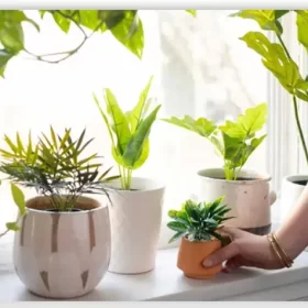 Trang trí cây xanh trong nhà vệ sinh (15+ loại)